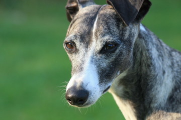 Windhund Whippet