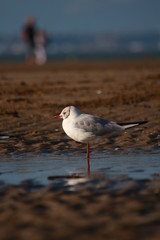 mouette