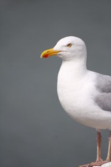goéland