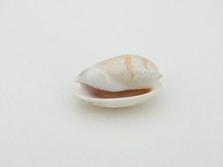 coquillage