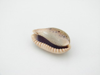 coquillage