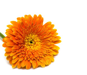 orange flower isolated on white background