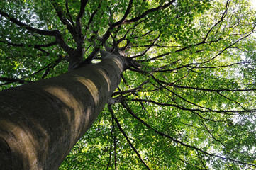 Baum