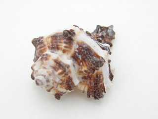 coquillage
