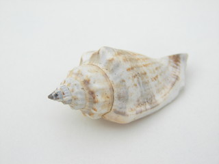 coquillage