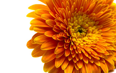 orange flower isolated on white background