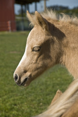 Fototapeta premium one week old quarterhorse folle