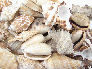 coquillage