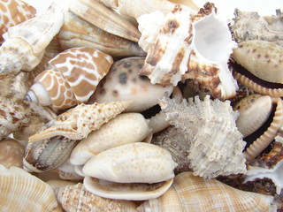 coquillage