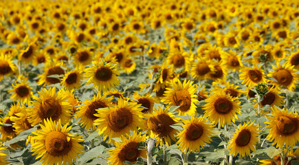Fototapeta premium Sonnenblumenfeld