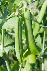 Pea pods