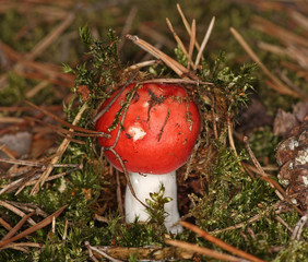 Apfeltäubling Russula paludosa