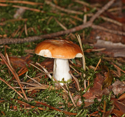 Ockertäubling Russula ochroleuca