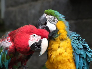 Obraz premium papagein