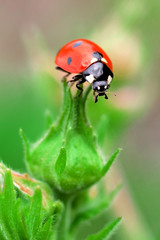 Ladybug