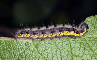 Moth larvae feeding on leaf.