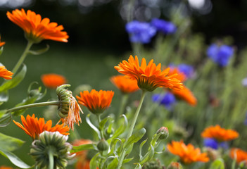 Pot Marigolds Calendula arvensis) in garden.