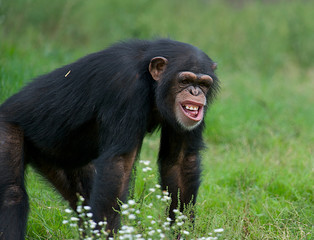Adult Chimpanzee - (Pan troglodytes)