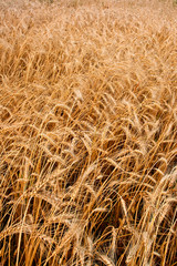 closeup vertical wheat field