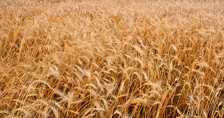 wheat field horizontal