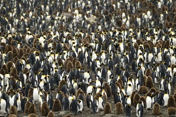 Rolgordijnen Large Crowded King Penguin Colony / Rookery. © Rich Lindie