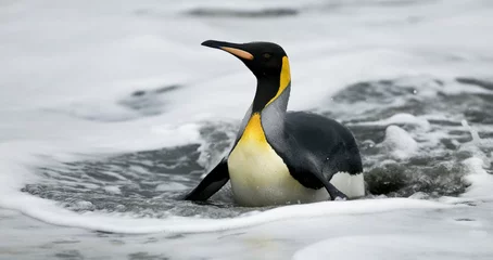 Foto op Canvas King Penguin On Belly In Water © Rich Lindie
