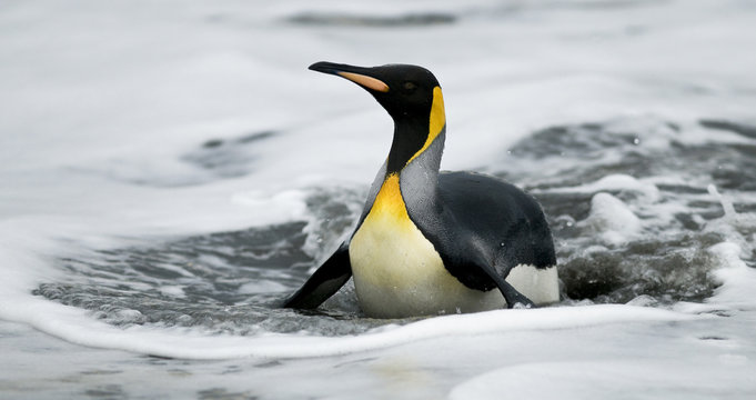King Penguin On Belly In Water
