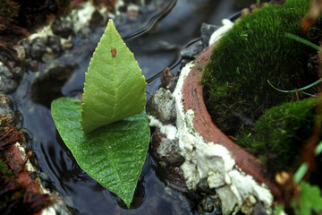 boat of leaves sailing in mini river