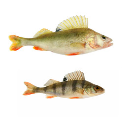 Big and small perch isolated on white