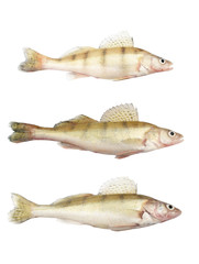 Different zander or pikeperch collection isolated on white
