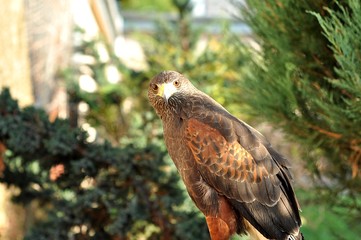 orzeł © agnieszkalll