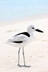 Crab Plover 1