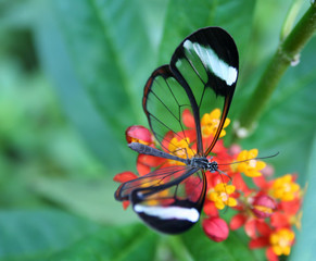 Fototapeta na wymiar Witraże Szkło Butterfly