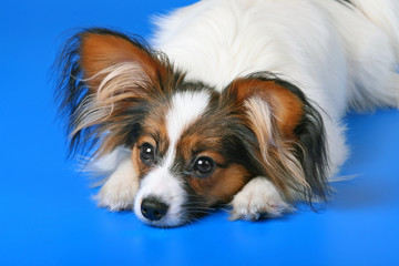 Young papillon
