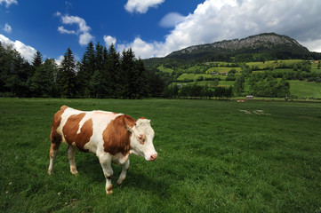 Fototapeta na wymiar Cow eating grass