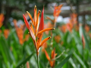 Fleurs tropicales