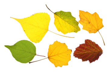 Colorful leaves
