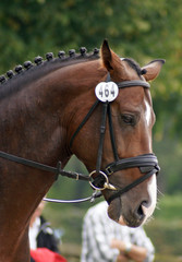 Obraz premium Cheval