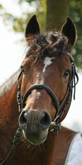 Etalon franche montagne