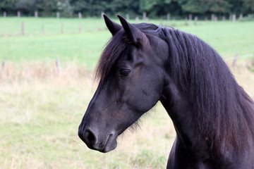 Friese