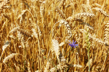Golden wheat ears and wildflower closeup