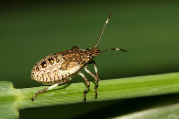 stinkbug