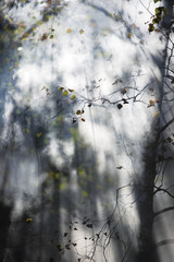 Fototapeta premium Bright sunlight through trees