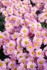 Naklejka premium Sweet pink chrysanthemums.
