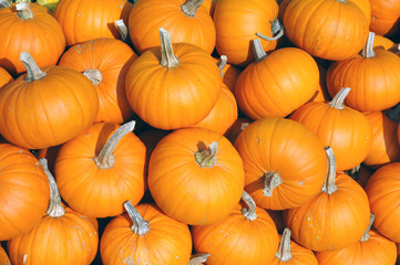 Kürbis auf Haufen