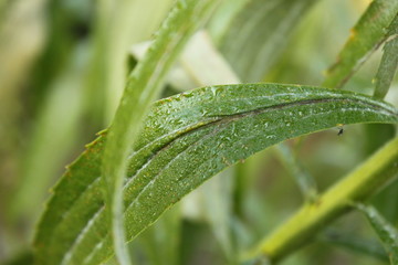 feuchtes grün