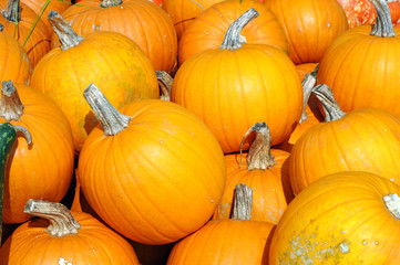 Halloween Speisekrbis