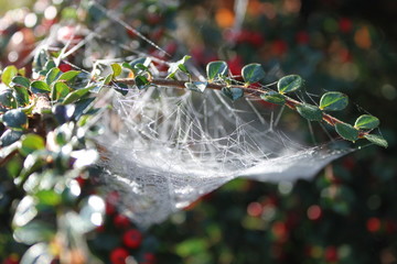 Spinnennetz