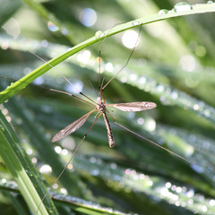 insect in green grass