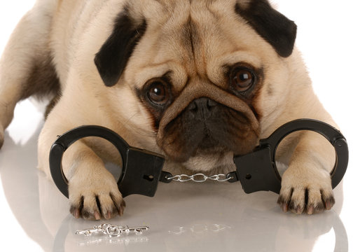 dog breaking the law - pug with handcuffs and keys